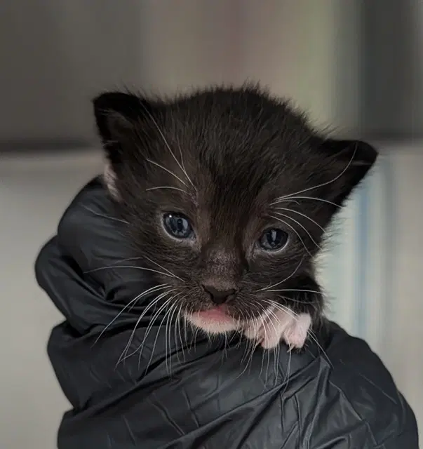 Unknown - Domestic Short Hair
