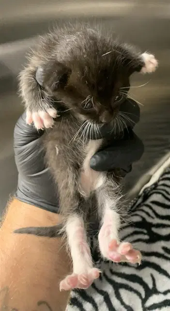 Unknown - Domestic Short Hair