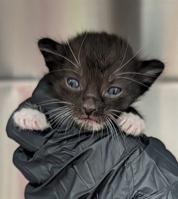 Unknown - Domestic Short Hair