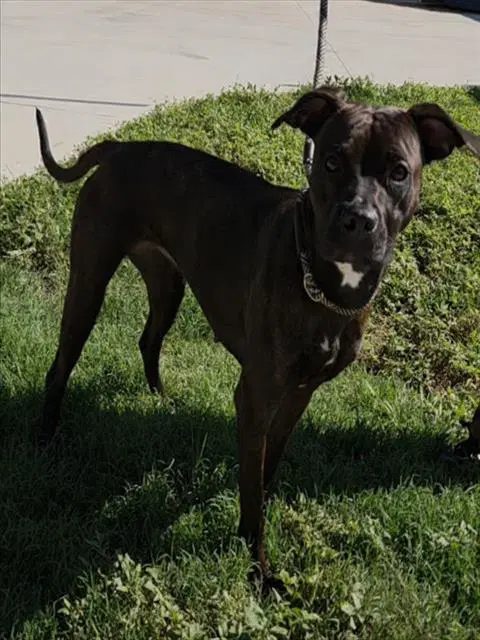 Leia - American Staffordshire Terrier