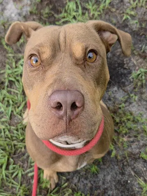 Autumn - American Staffordshire Terrier