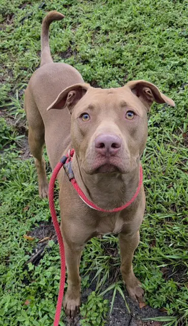 Copper - American Staffordshire Terrier