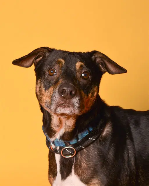 Rio - Australian Cattle Dog/Blue Heeler