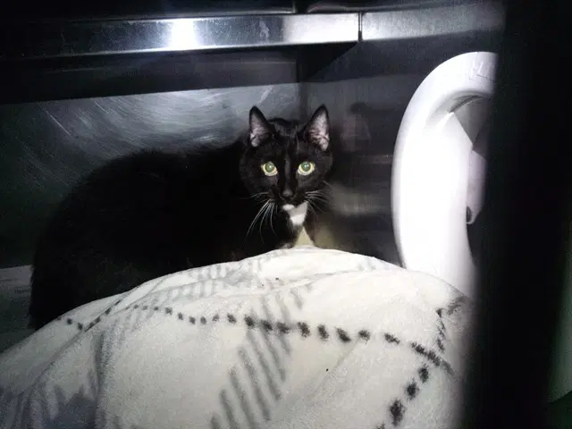 Unknown - Domestic Short Hair