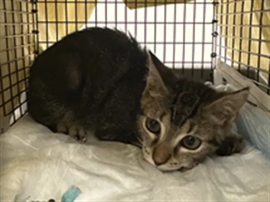 Opal - Domestic Short Hair