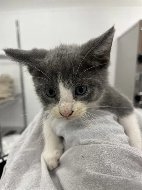 Frannie - Domestic Short Hair