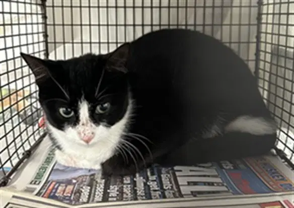 Mia - Domestic Short Hair