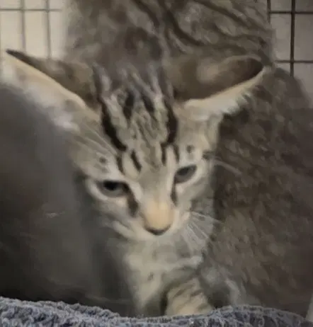 Kayleigh - Domestic Short Hair