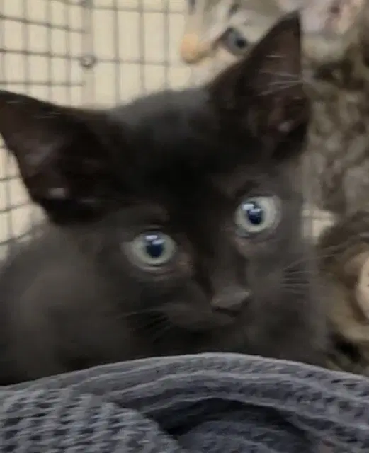 Kyle - Domestic Short Hair