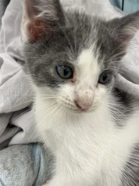 Farkel - Domestic Short Hair