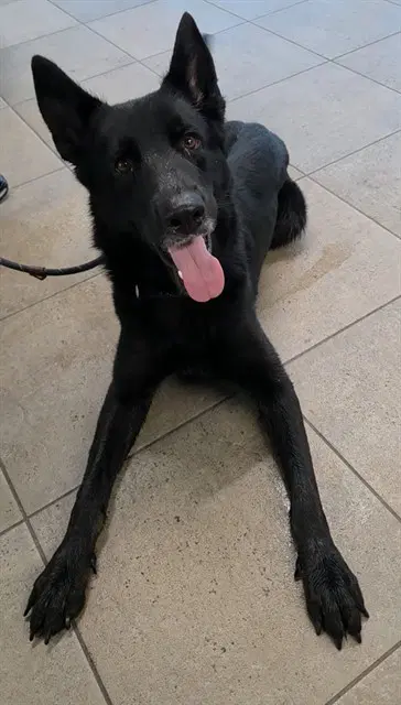 Gustavo - German Shepherd Dog