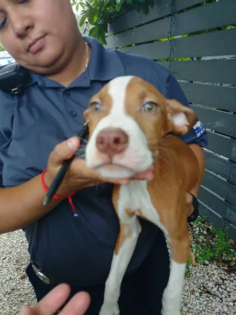 Pugsley - American Staffordshire Terrier