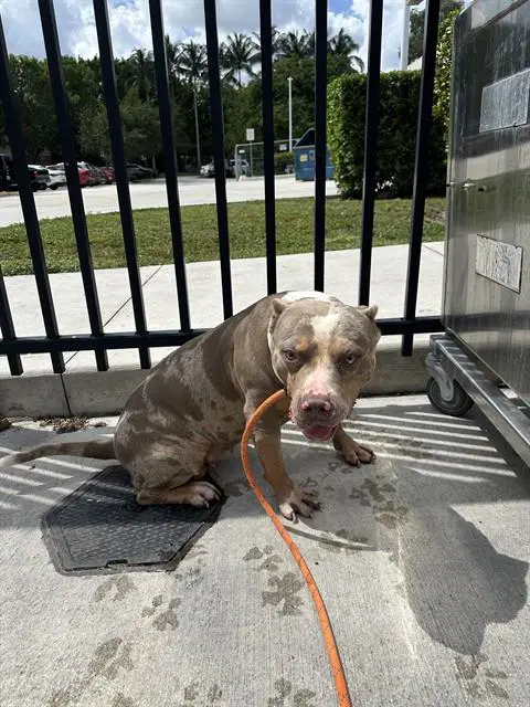 Nellie image 1