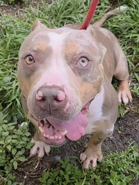Nellie - American Pit Bull Terrier