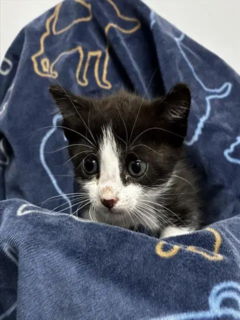 Mary - Domestic Short Hair