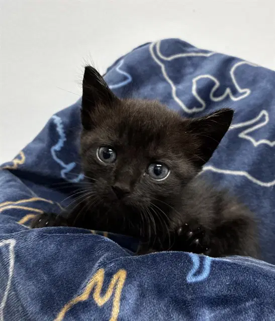 Beth - Domestic Short Hair