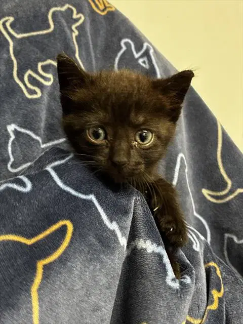 Susie - Domestic Short Hair