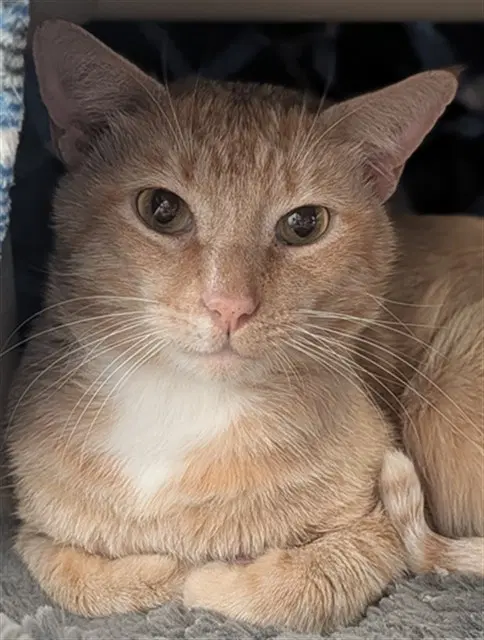Quasar - Domestic Short Hair