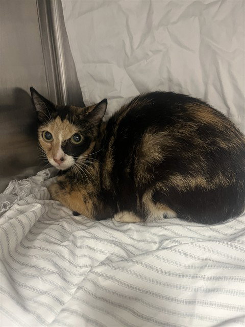 picture of the cat needing adoption