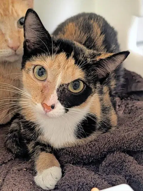 Rhea - Domestic Short Hair