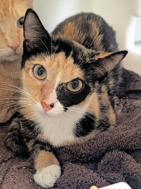 RHEA, a cat for adoption from Broward County Animal Care & Regulation - Ft. Lauderdale