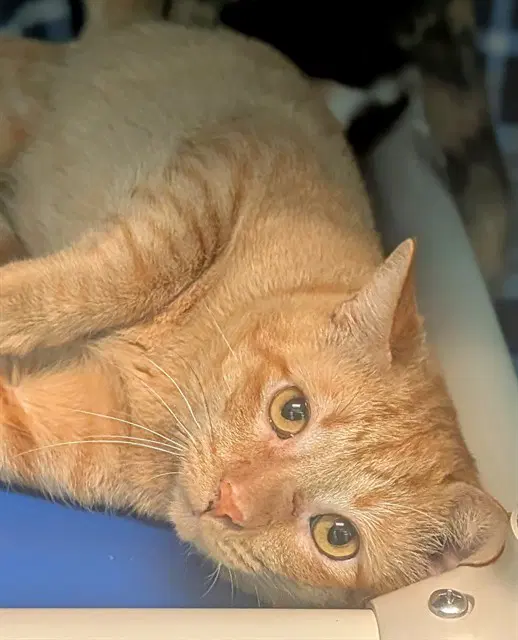 Rocket - Domestic Short Hair