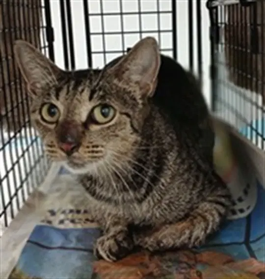 Unknown - Domestic Short Hair