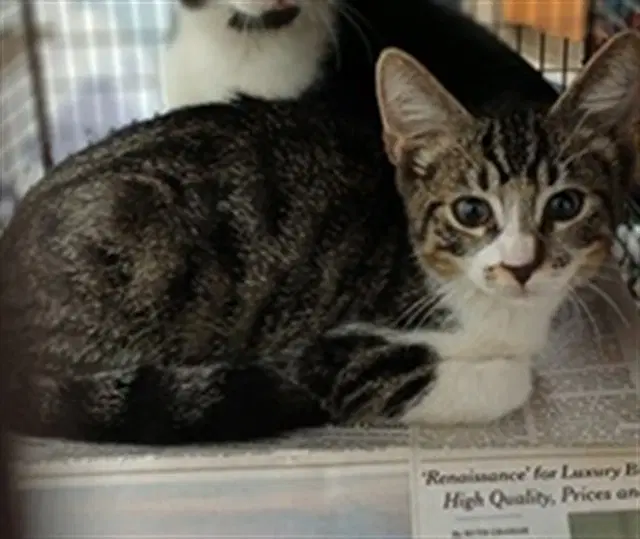 Unknown - Domestic Short Hair