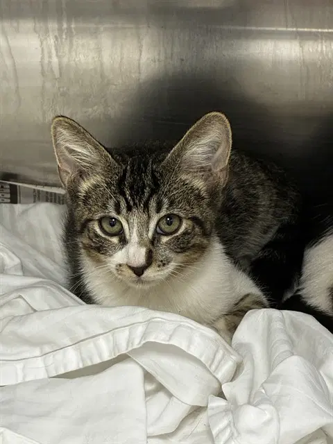 Unknown - Domestic Short Hair