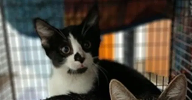 Unknown - Domestic Short Hair