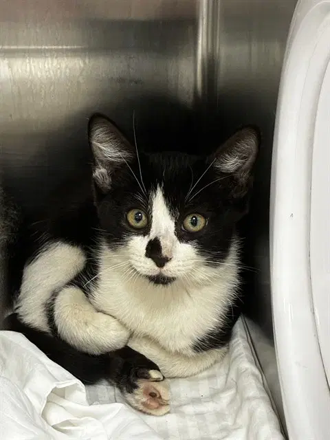 Unknown - Domestic Short Hair