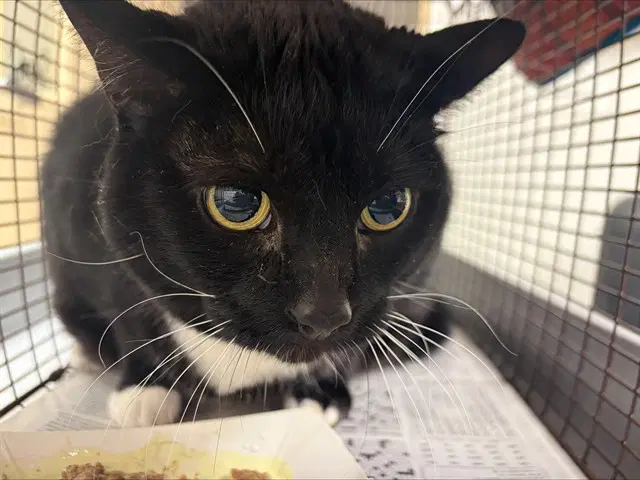 Riley - Domestic Short Hair