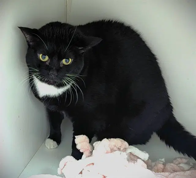 Riley - Domestic Short Hair