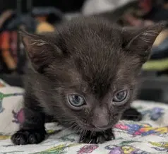 Vadar - Domestic Short Hair