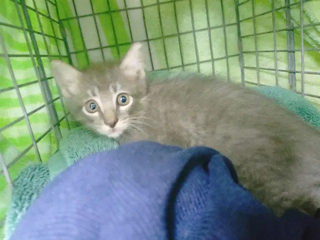 Tommy - Domestic Long Hair
