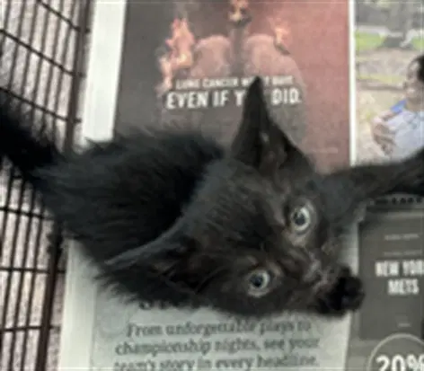 Unknown - Domestic Short Hair