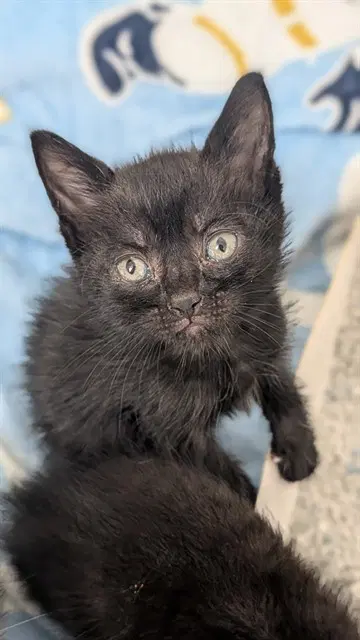 Unknown - Domestic Short Hair