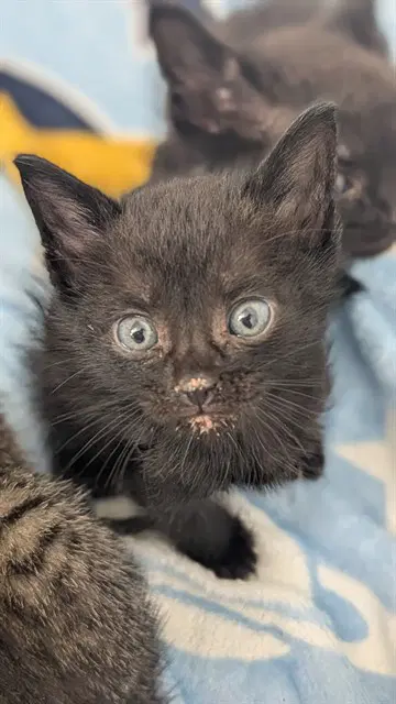 Unknown - Domestic Short Hair