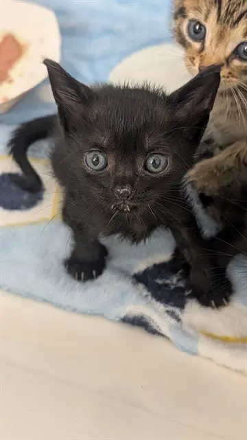 Unknown - Domestic Short Hair
