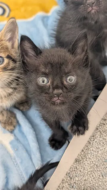 Unknown - Domestic Short Hair