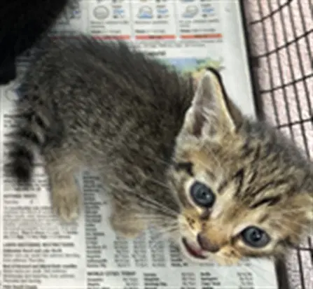 Unknown - Domestic Short Hair