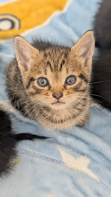 Unknown - Domestic Short Hair