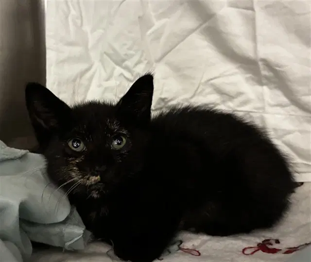 Lavender - Domestic Short Hair