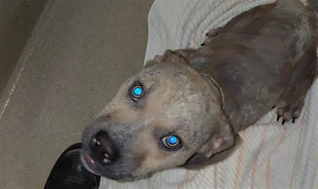Ramzi - American Staffordshire Terrier