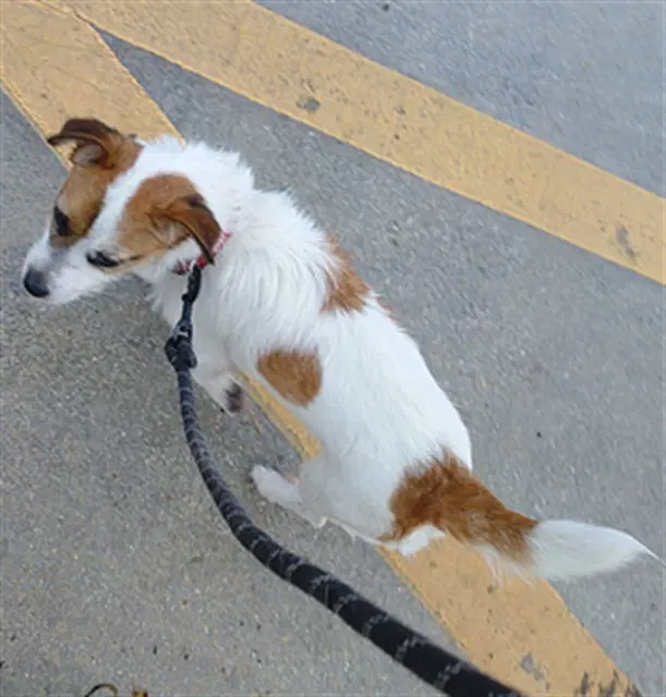 Jack - Rat Terrier