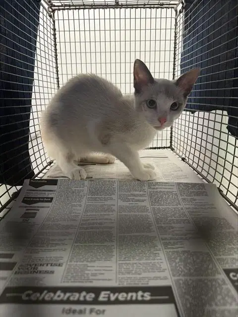 Talia - Domestic Short Hair
