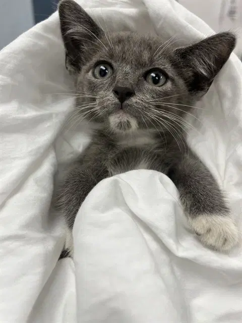 Unknown - Domestic Short Hair