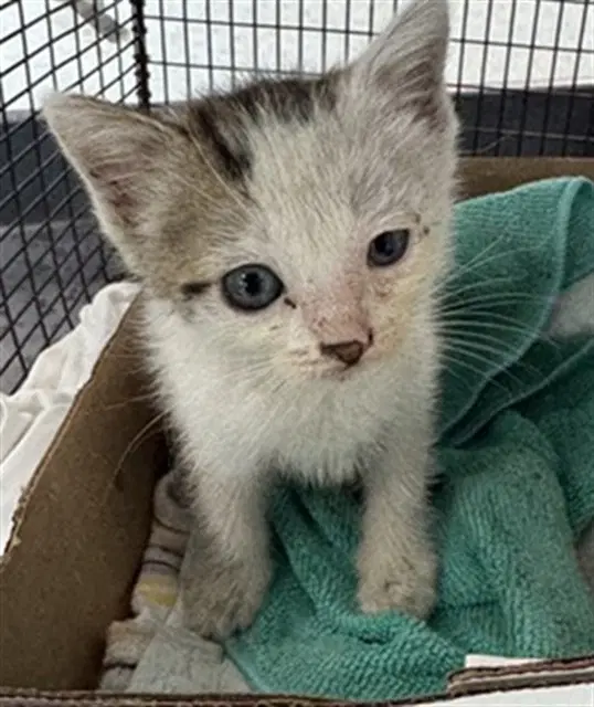Unknown - Domestic Short Hair