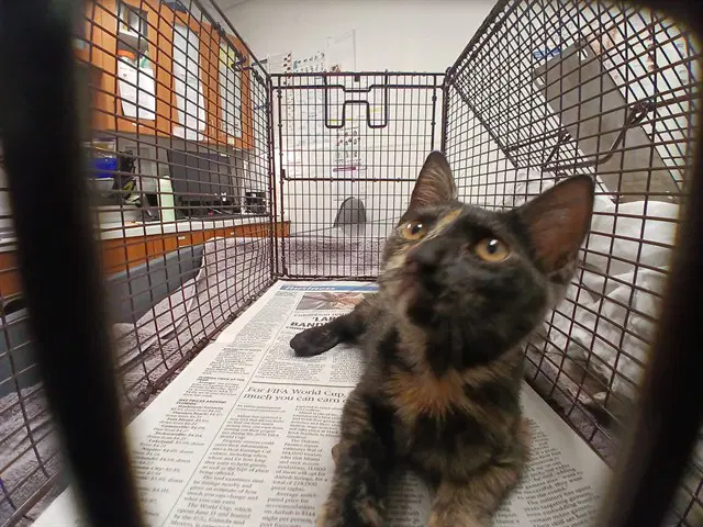 Unknown - Domestic Short Hair