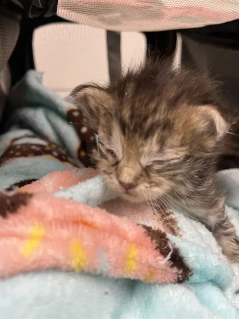 Unknown - Domestic Short Hair